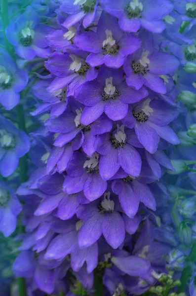 Kwiaty Delphinium Kwitną Niebieski Kwiat Delphinium Letnim Ogrodzie — Zdjęcie stockowe