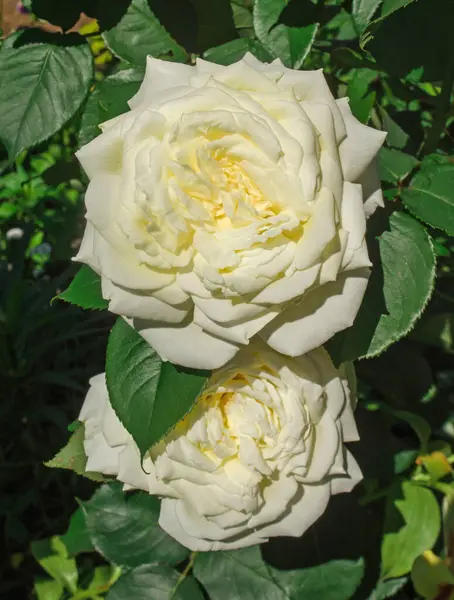 Bush White Yellow Rose Flowers Nature Background Fresh White Yellow — Stock Photo, Image