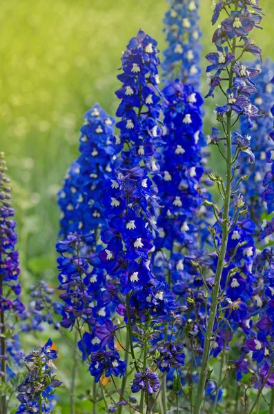 Delphinium Kék Kertben Dupla Delfinium Kék Virág Kék Delfiniumok Lincolnshire — Stock Fotó