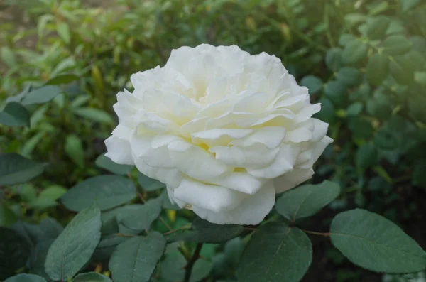 White Rose Flowers Summer Garden White Rose Flowers White Rose — Stock Photo, Image