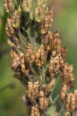 Delphinium alanından tohum endüstrisine. Delphinium inflorescene ve çiçek tohumları.