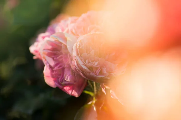 핑크가 들판에서 장미를 들었다 정원에서 자랍니다 장미의 정원에 — 스톡 사진