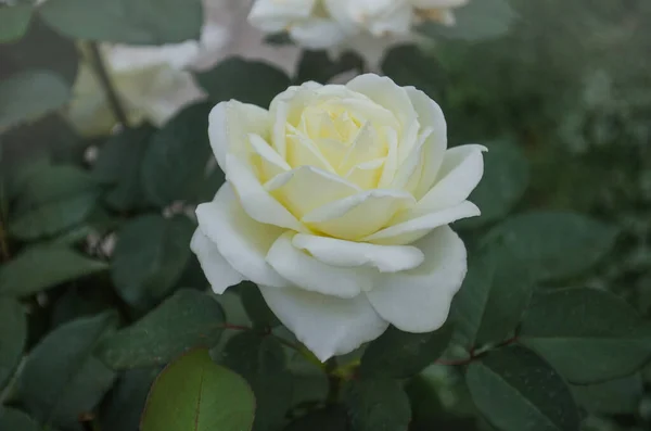 Прекрасна Біла Троянда Великі Білі Троянди Саду — стокове фото