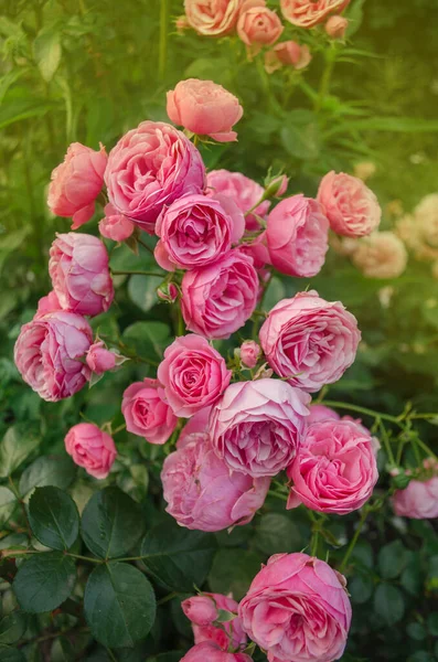 庭にピンクのバラの花の茂み ピンクのバラの花 庭のピンクのバラの開花 — ストック写真