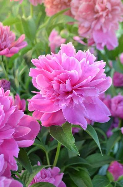 Scented pink peonies. Pink trendy colored peony. Beautiful pink peony close up. Blooming pink peony flower.