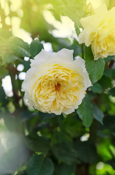 Bunte Rosen Blühen Schöner Strauch Aus Gelben Rosen — Stockfoto