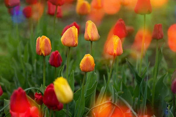 Landscape with  tulip field. Tulip field in spring. Mix color tulip flower. Mix of tulips flowers in garden
