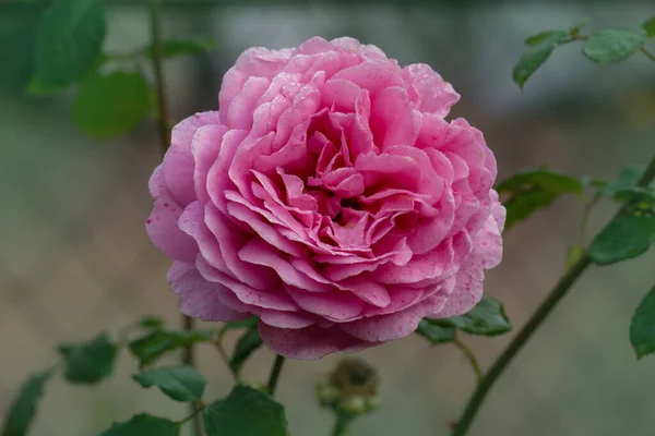 Ngiliz Bahçesinde Pembe Gül Çalısı Kent Gül Prensesi Alexandra — Stok fotoğraf