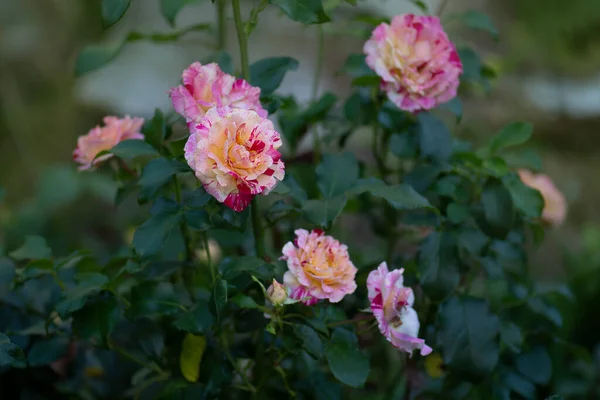 Kolorowy Krzak Camille Pissarro Róż Ogrodzie Piękna Różowa Żółta Róża — Zdjęcie stockowe
