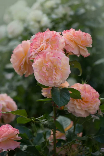 Rosa Naranja Floreciente Rosa Con Bordes Ondulados Pétalos — Foto de Stock