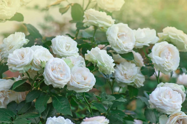 Brotes Rosas Blancas Rosas Floreciendo Arbusto Bush Rosas Blancas Rosadas — Foto de Stock