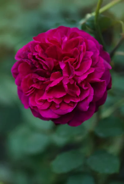 Lila Stieg Auf Den Zweig Garten Munstead Wood Rosen Garten — Stockfoto