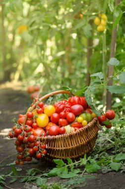 Domates hasadı süreci. Serada organik domates hasat etmek. Yaz gününde bir sürü farklı domates..