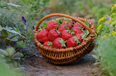 Sepette çilek topluyorum. Çilekli hasır sepet. Organik çevre dostu bir çiftlikte sepetten taze toplanmış çilekler..
