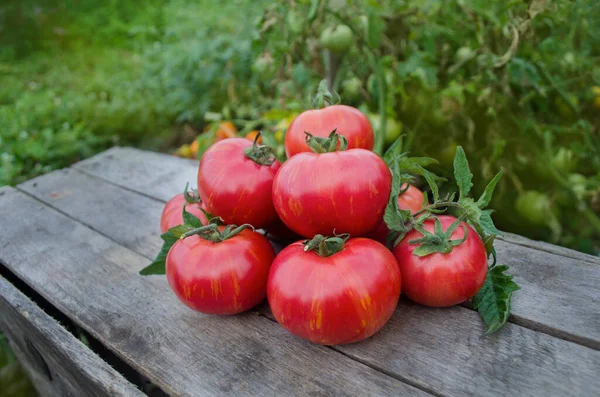 西红柿在木制桌子上 木桌上堆满了新鲜的西红柿 自然产品概念 宏观食物背景 伯克利红番茄领带 — 图库照片