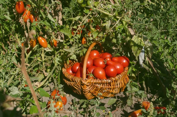 Pêra Vermelha Tomate Tomates Vermelhos Forma Pêra — Fotografia de Stock