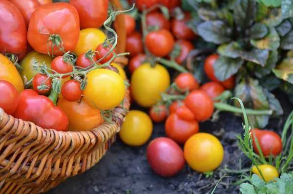 Tomates Vermelhos Suculentos Cesta Que Jaz Grama Verão Grande Cesta — Fotografia de Stock
