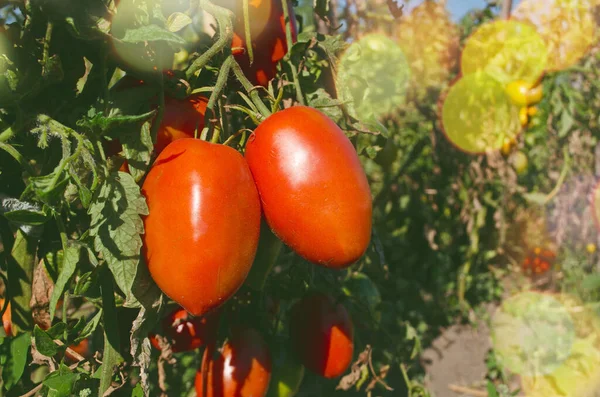 Tomater Plommon Ekologisk Grönsaksträdgård Mogna Naturliga Tomater — Stockfoto