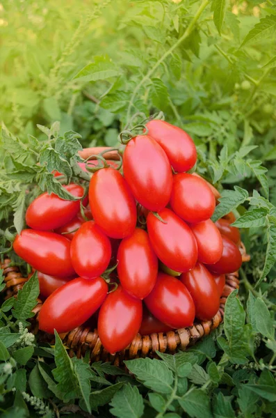 Group Plum Tomatoes Wooden Table Italian Plum Tomatoes Basket — Stock Photo, Image