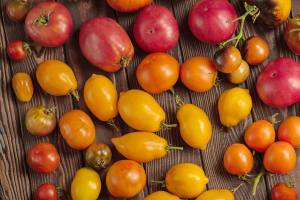 Oogst Van Diverse Tomaten Biologisch Groen Rood Geel Sinaasappeltomaten Verscheidenheid — Stockfoto