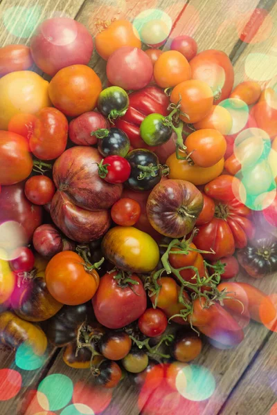 Harvest Assorted Tomatoes Organic Green Red Yellow Orange Tomatoes Variety — Stock Photo, Image