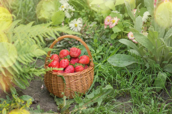 Harvesting Strawberries Basket Full Strawberries Strawberry Plants — Stock Photo, Image