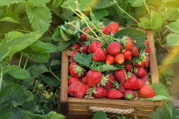 Full Fresh Strawberry Basket Fields Outdoor Plantation Strawberries Ready Harvest — Stock Photo, Image