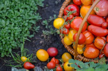Domates hasadı süreci. Serada organik domates hasat etmek. Yaz gününde bir sürü farklı domates..