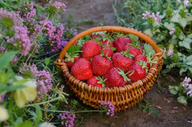Çilek tarlalarının arka planında çilek ve çilek. Çilek topluyorum.