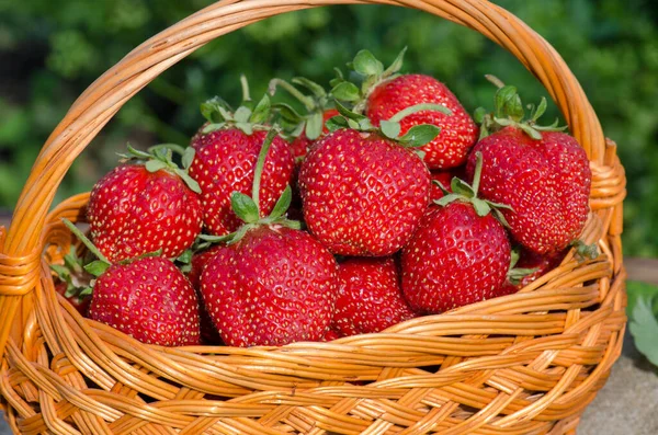 Fresas Cosechadas Jardín Bayas Recogiendo Fresas Maduras Una Canasta Mimbre — Foto de Stock