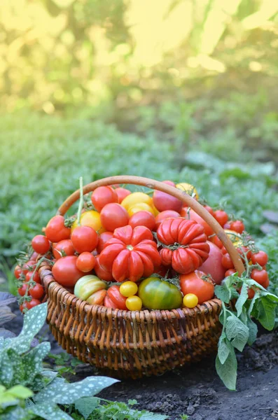 Ντομάτες Ένα Καλάθι Στο Αφηρημένο Θολό Φόντο Bokeh — Φωτογραφία Αρχείου
