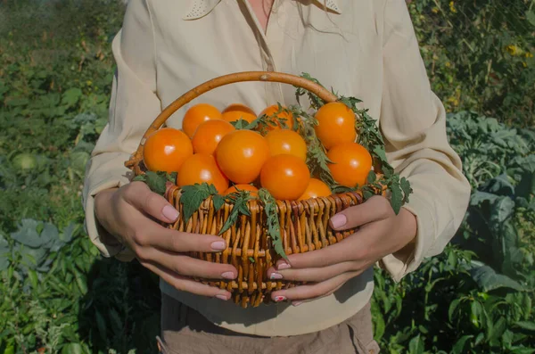 depositphotos_390093484-stock-photo-tomato-growers-working-with-harvest.jpg