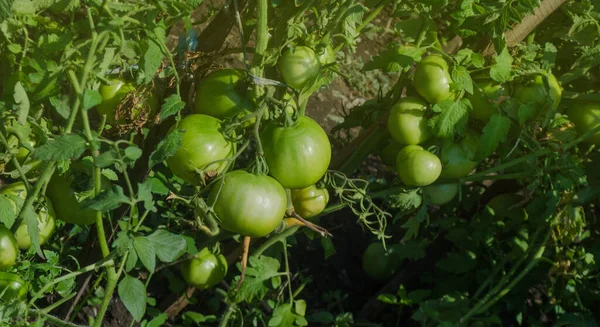 Campo Con Pomodori Verdi Giardino Biologico Con Piante Pomodoro Pianta — Foto Stock