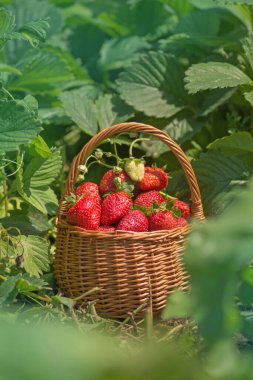 Yapraklı çilek ve çiçek yakından. Güneşli bir günde çilek. Sepette yaprakları olan çeşitli sulu çilekler. Sepette taze toplanmış çilekler.