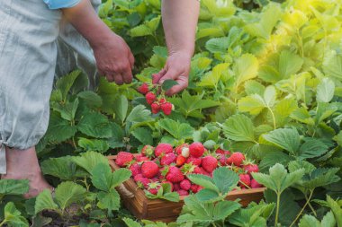 Çilek hasadı konsepti. El, çalılıktan çilek koparır. Ellerinde çilekler