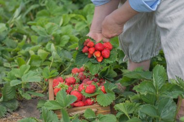 Kadın çalılıktan çilek topluyor. Kız taze çilek topluyor. Kadın elinde bir bahçenin arka planına karşı çilek tutuyor. 
