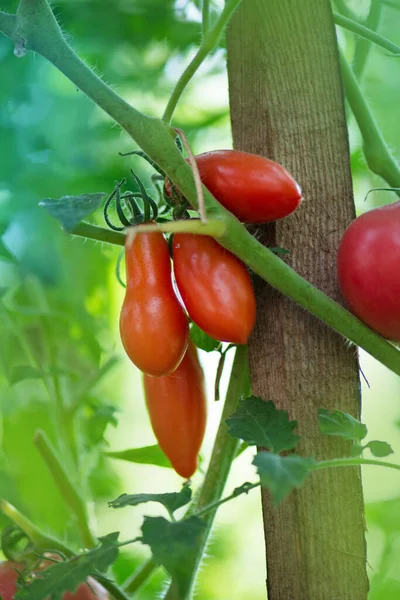 Fresh Tomatoes Plants Tomatoes Hanging Plants Organic Farm — Stock Photo, Image