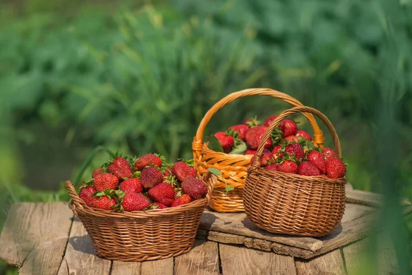 A basket full of strawberries near strawberry plants. Eco natural strawberries  agriculture. Freshly picked strawberries in a basket on a farm at summer day