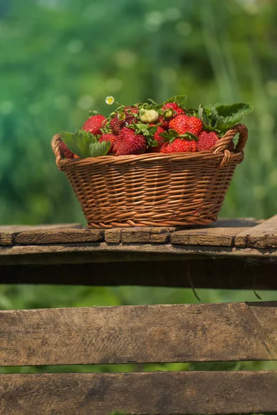 A basket full of strawberries near strawberry plants. Eco natural strawberries  agriculture. Freshly picked strawberries in a basket on a farm at summer day