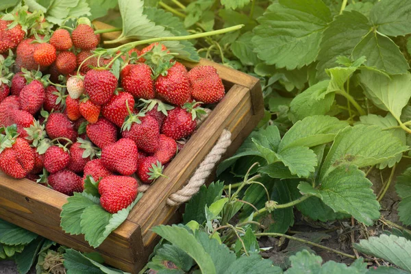 很多新鲜草莓 采摘草莓的好天气 收获新鲜草莓 — 图库照片