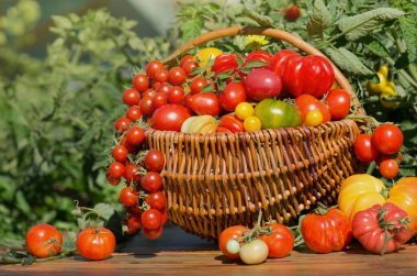 Soyut bulanık arkaplanda domatesler.