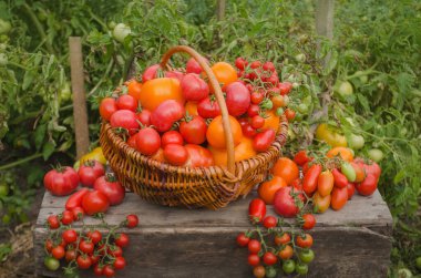 Yerel çiftçilerden yeni toplanmış sebzeler. Eski ahşap masada sepetteki domatesler..