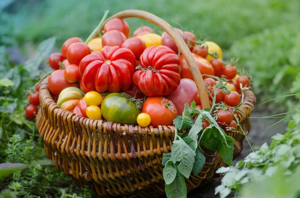 Ωρίμασε Βιολογικές Ντομάτες Κήπου Έτοιμες Για Συγκομιδή Στο Χωράφι Μια — Φωτογραφία Αρχείου
