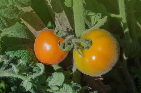 Tomaten Pfirsich Bio Gemüsegarten Reife Natürliche Tomaten — Stockfoto