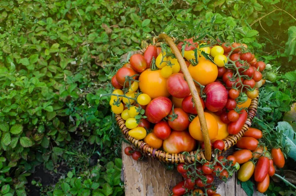 Sulu kırmızı domatesler yaz çimlerinde yatıyor. Farklı domateslerle dolu büyük bir sepet.