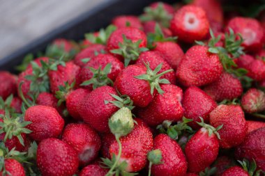 Çiftçi pazarında olgun kırmızı çilekler. Yerel çiftçi pazarında taze çilek. Çiftçi pazarında çilek satmak.