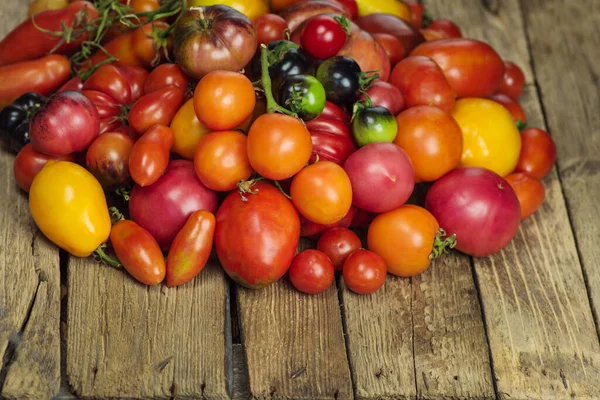 Die Ernte Der Verschiedenen Tomaten Schöne Reife Tomaten Verschiedener Sorten — Stockfoto