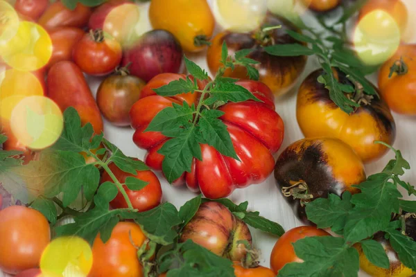 Alimentos Orgânicos Frescos Mercado Dos Agricultores Produção Biológica Local Tomates — Fotografia de Stock