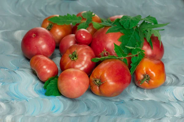 Tomato Varieties Have Name Dwarf Firebird Sweet Fresh Ripe Pink — Stock Photo, Image