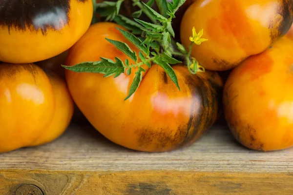 Verse Rijpe Heerlijke Tomaten Oogsten Van Verse Bruine Gele Tomaten — Stockfoto